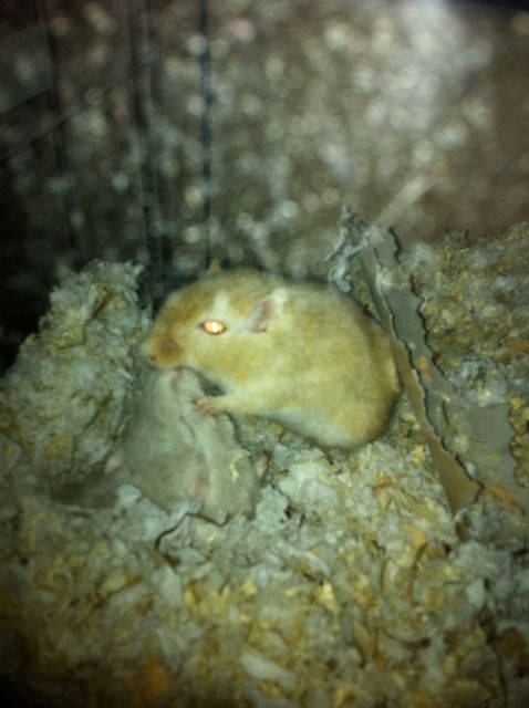 2 männliche Gerbils abzugeben - Maeuse - Herdecke