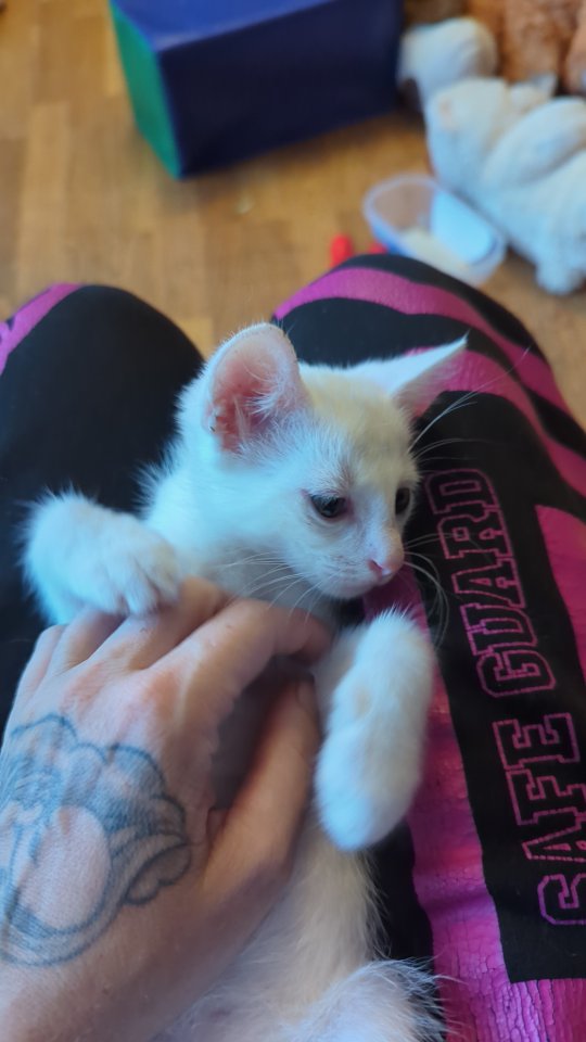 Katerchen sucht liebevolles Heim - Katzen - Schönberg