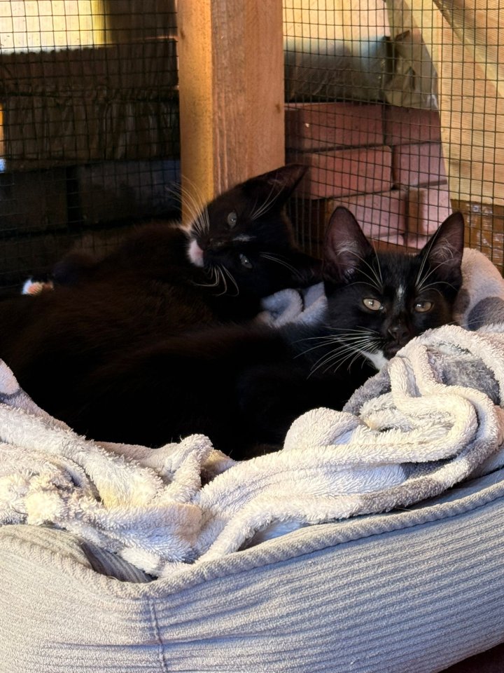 2 Katzenkinder und 4 katzenbabys - Katzen - Gingst