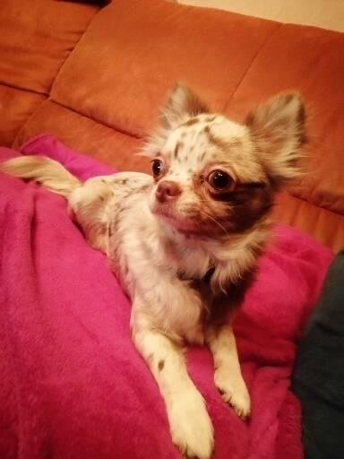 Hunde suchen dringend ein neues Zuhause - Hunde - Bdrgen