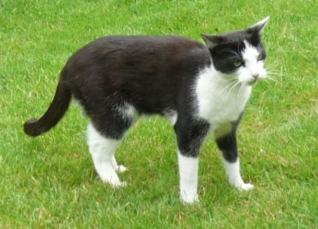 Liebesvolles zu Hause gesucht!!! - Katzen - achim