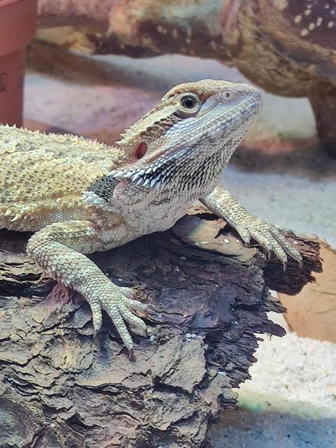 Bartagamen Männchen  - Reptilien - Kierspe