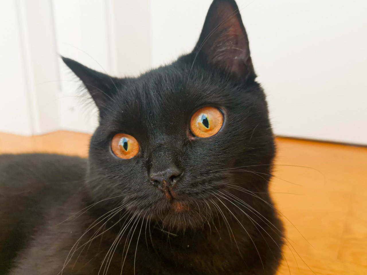 Kater BKH - schwarz/dunkelbraun - 8 Monate alt - Katzen - Icking