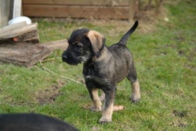 Riesenschnauzer Welpen pfeffer-salz - Hunde - Neunkirchen