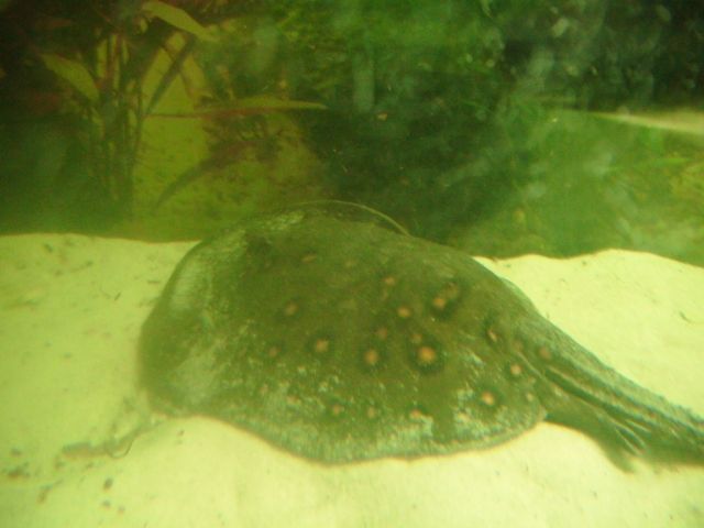 Rochen abzugeben - Fische - Trier