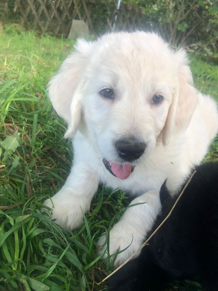 Goldendoodle, Welpen, Allergiker geeignet - Hunde - Rheinland-Pfalz,  Heilbach
