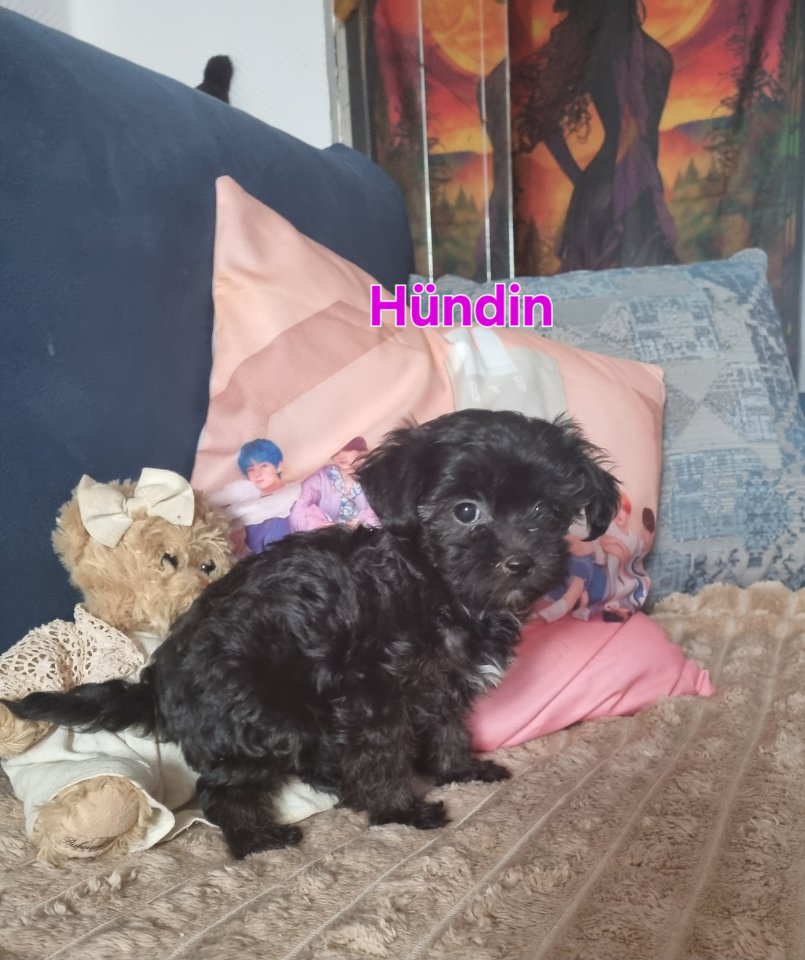 Zuckersüße maltipoo Babys - Hunde - Weilerswist