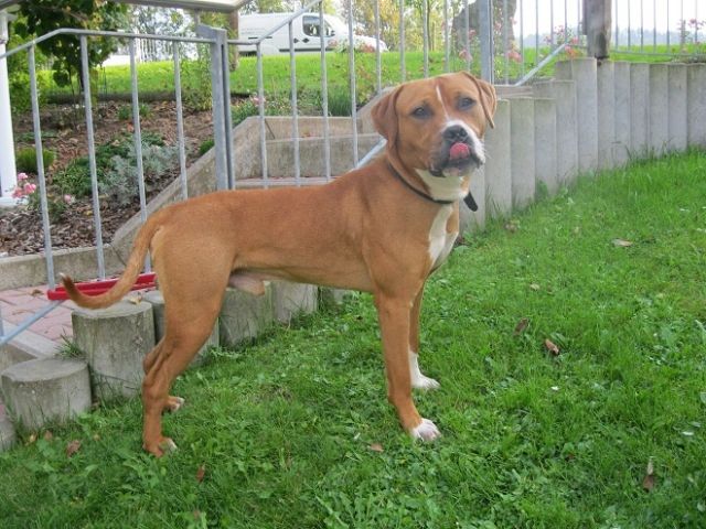 Rudi wird er sein gesamtes Leben im Tierheim verbringen müssen