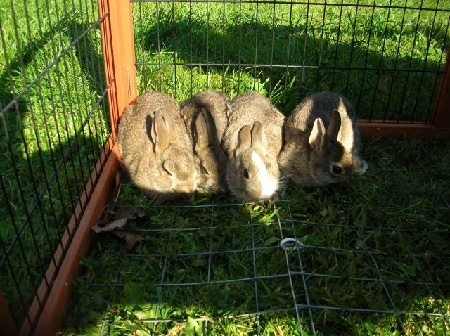 4 Zwerg-Kaninchen 10 Wochen alt - Hasen Kaninchen - Egenhofen