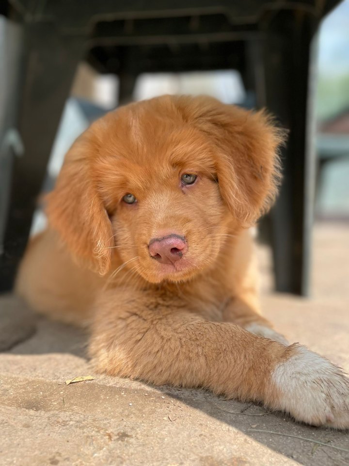 Nova Scotia Duck tolling Retriever Welpen - Hunde - Mittenwald