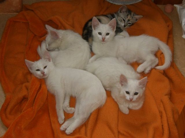 Norweger-Mischlinge (weibchen) - Katzen - Roding