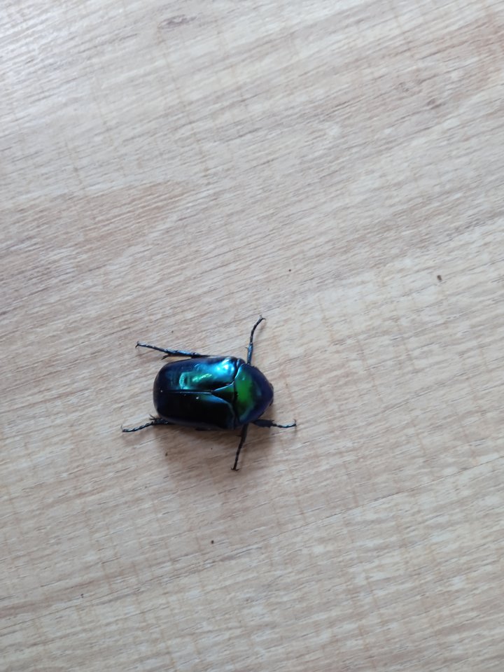 Protaetia speciosa cyanochlora Käfer - Insekten - Mistelbach