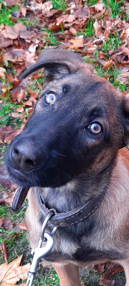 Malinois Welpe Hündin 15 Woche Belgische Schäferhündin Hund - Hunde - Moers