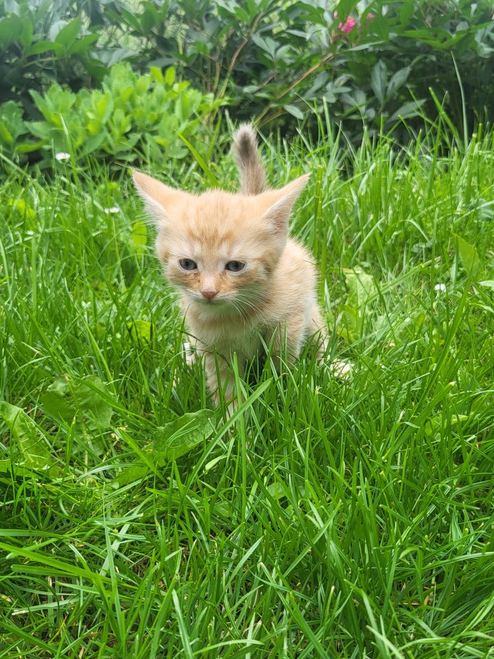 Katze Mixkatze Kitten junge Katze - Katzen - Königsee OT Rottenbach