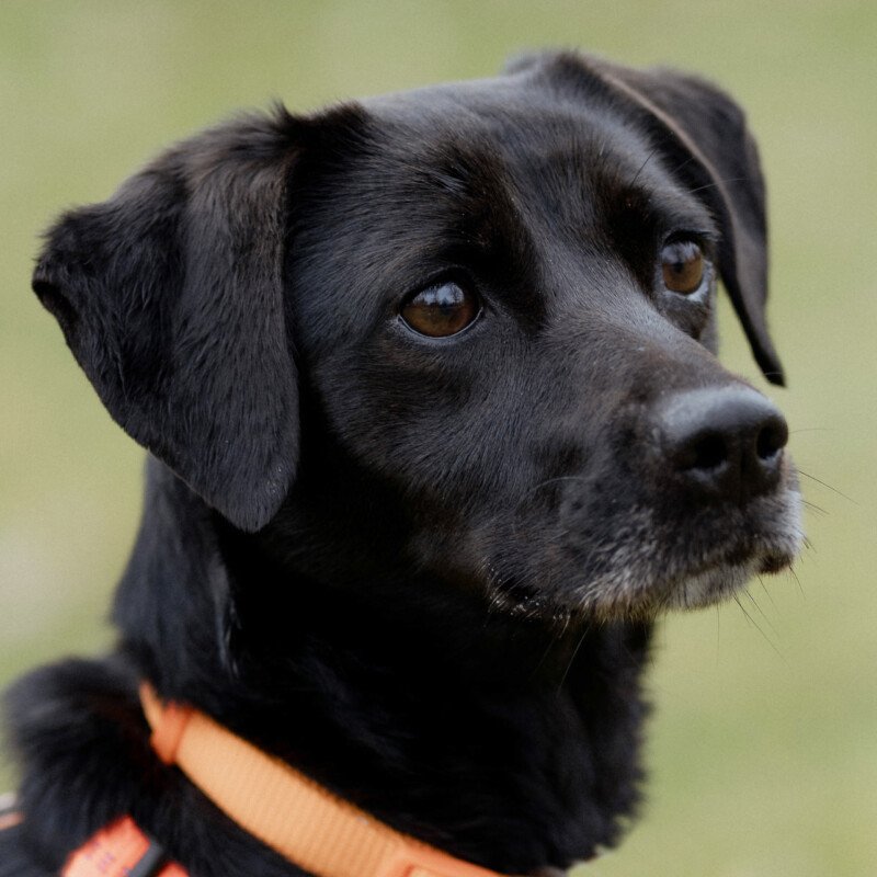 VILA - weiblich  3 Jahre  42 cm  9 kg  Mix  Gechipt  Kastriert - Hunde - Lauf an der Pegnitz