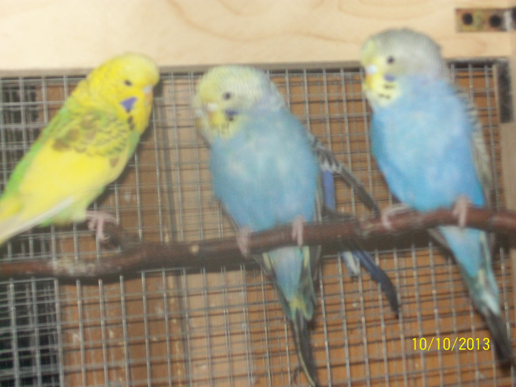 Verkaufe junge  Wellensittiche verschiedene Farben und neues Vogelzubehör - Voegel - Heinrichsthal