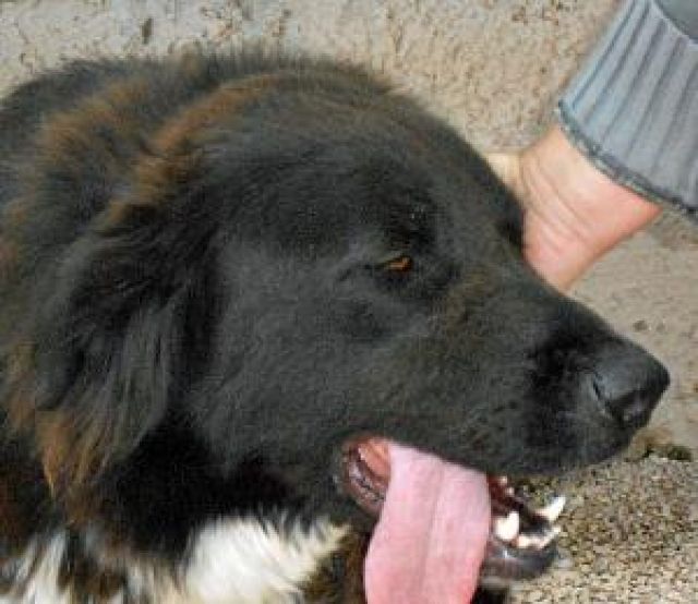 Tina, wunderschöne Neufundländer-Mix Hündin - Hunde - Consdorf