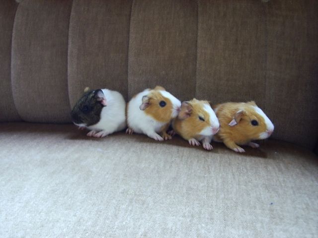 Meerschweinchen  - Meerschweinchen - Rastede-Nethen