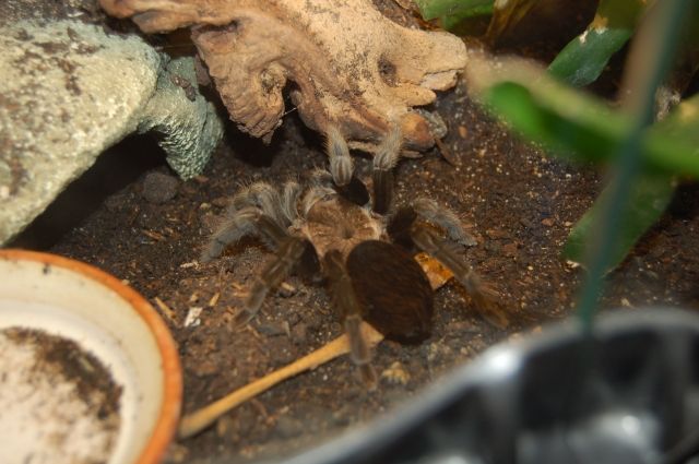 Vogelspinne (unbekannte Art: Verkauft als Brachypelma Vagans) - Terrarien - Buxtehude
