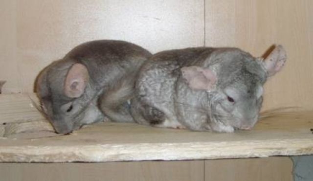 2 Chinchillaböckchen mit Schrank in liebevolle Hände abzugeben  (nur Selbstabh - Sonst Nagetiere - Bad Salzungen