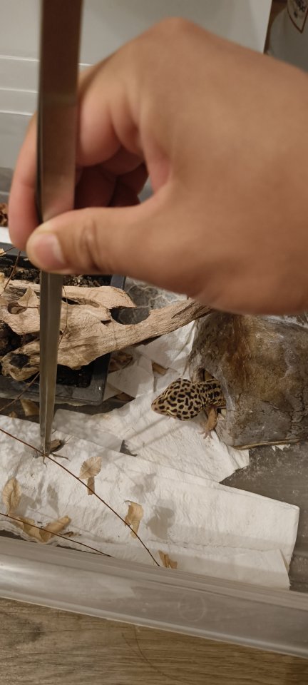 Zwei weibliche Leopardengeckos - Reptilien - bremen