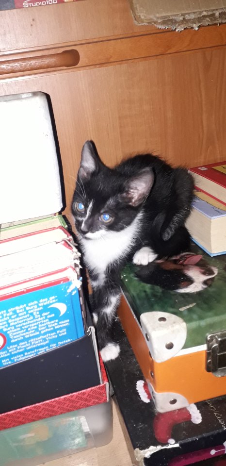 Verkaufe Katzenbabys, Muttertier kann besichtigt werden - Katzen - Stetteldorf am Wagram