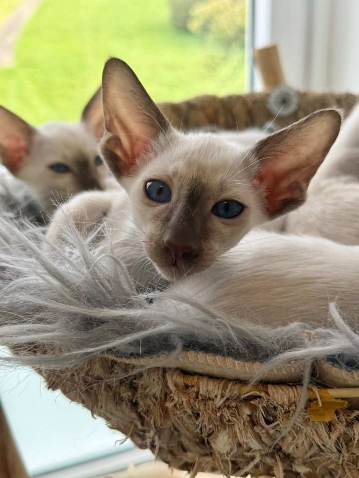 Siamkitten aus Zucht mit Herz - Katzen - Stockach