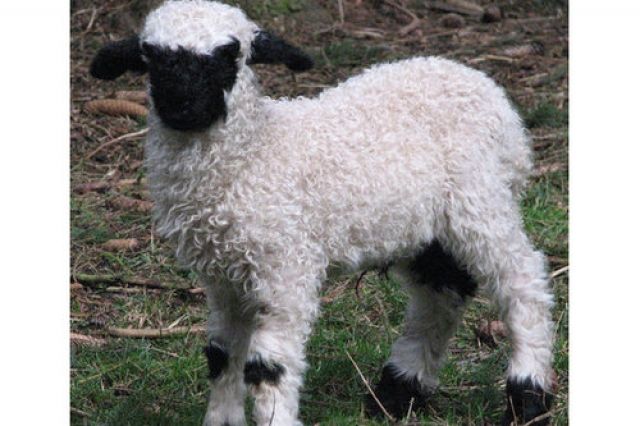 Walliser-schwarznasen-schafe - Sonstige Nutztiere - sontra