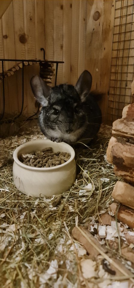 Chinchilla zu verschenken - Nagetiere - Langen bei Bregenz