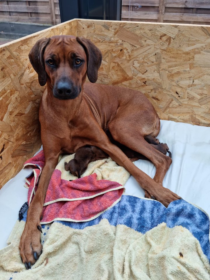 Rhodesian Ridgeback Welpen - Hunde - Gatersleben