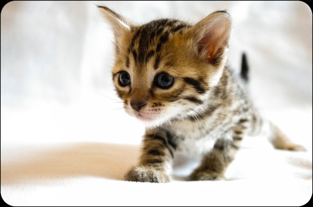 F4 Savannah Kitten - Katzen - Asbach