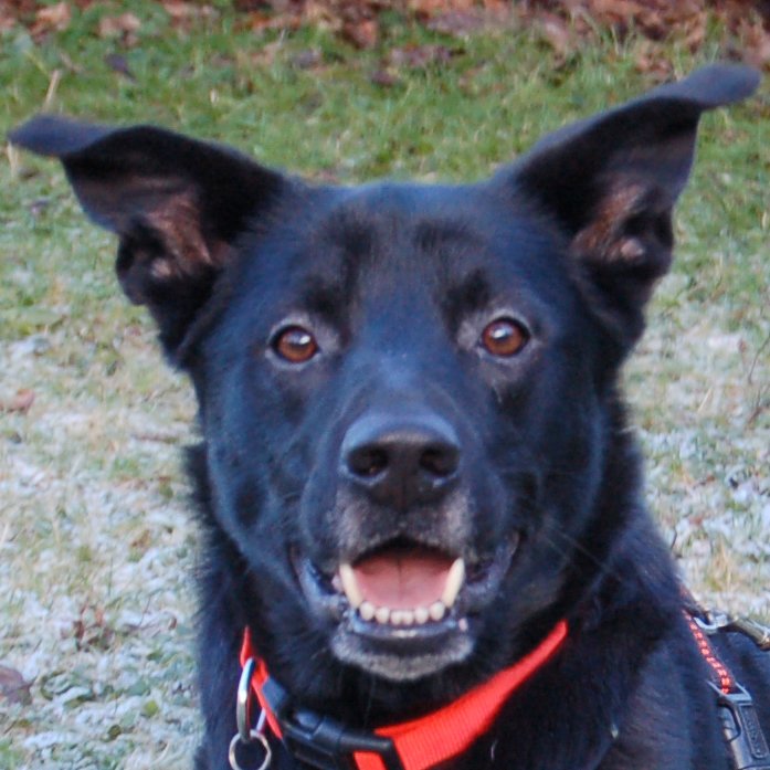 BLACK CONAN - Mischling, männlich, 4 Jahre, 60 cm, 30 kg, Gechipt, Kastriert - Hunde - Lauf an der Pegnitz