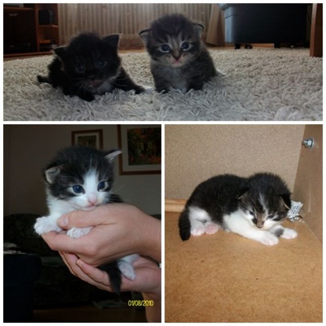 Katzenbabys zu verschenken