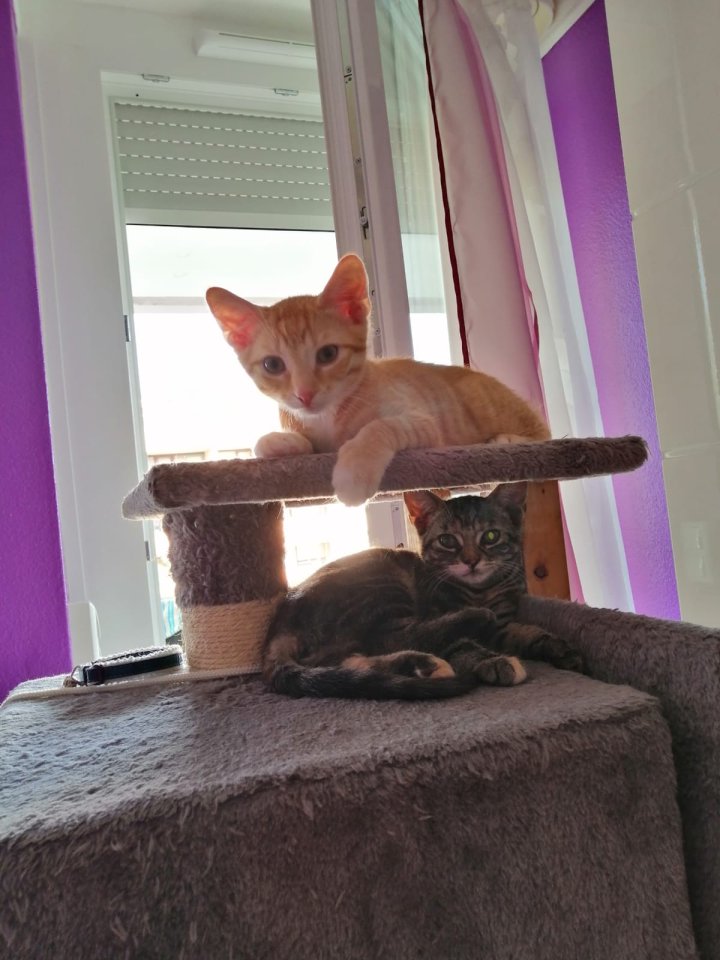 2 Katzenbabys, 12 Wochen, Weibchen und Junge - Katzen - Endingen 