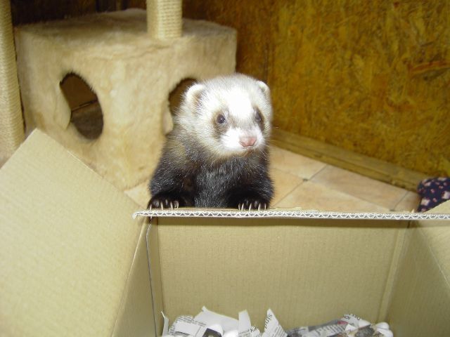 Kräftiger Deckrüde - Frettchen - rosenfeld