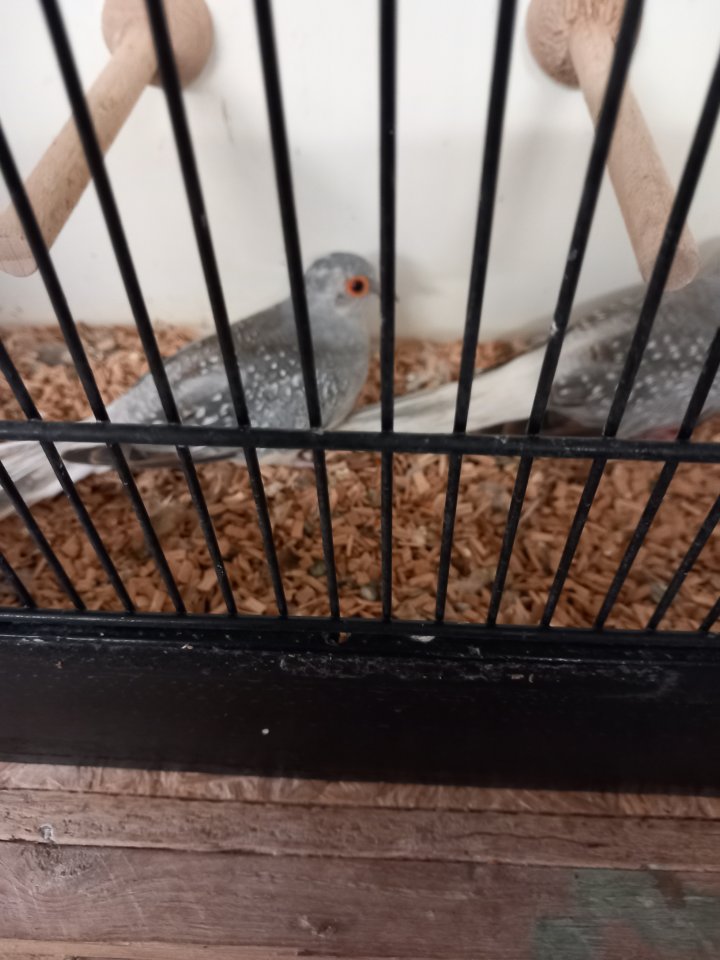 Diamanttauben von 2025 - Voegel - 37339