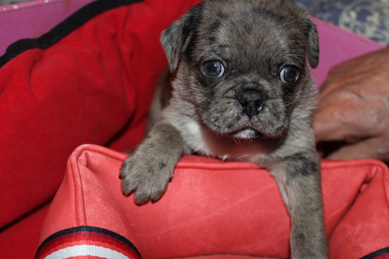 Mopswelpen mit Ahnenpass in liebevolle Hände abzugeben in den Farben Merle-Silbe - Hunde - Koberg