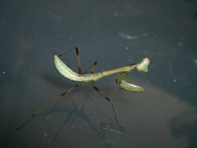 Biete Hierodula membranacea / Indische Riesengottesanbeterin L2 / L3 - Insekten - WGT