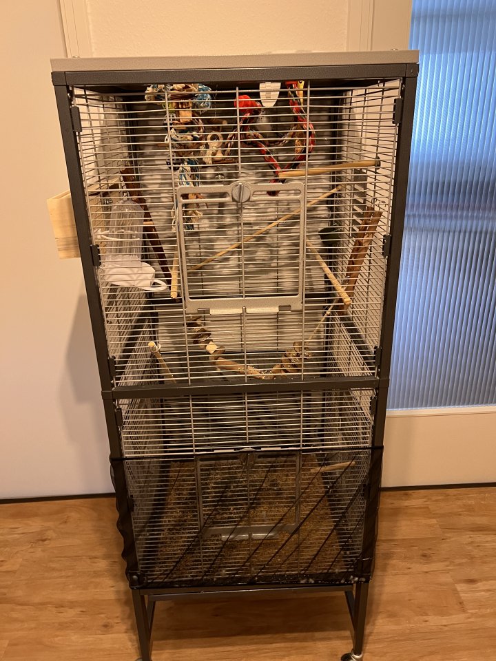 Zwei Wellensittiche zu verkaufen! - Voegel - Nürnberg