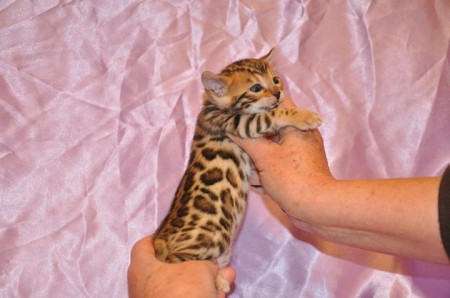 Wunderschöne rossetted Bengal Babies suchen ein neues zu Hause! - Katzen - 44135