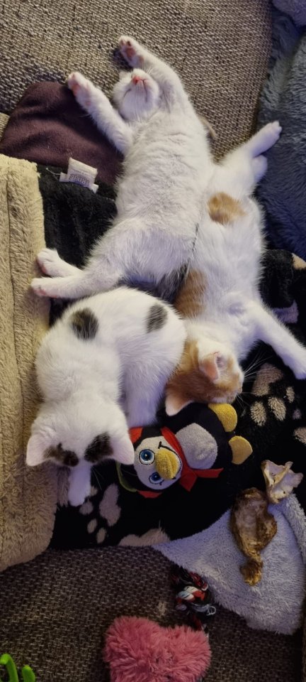 3 Miezis Hauskatzen absolut gesund - Katzen - Vilsbiburg