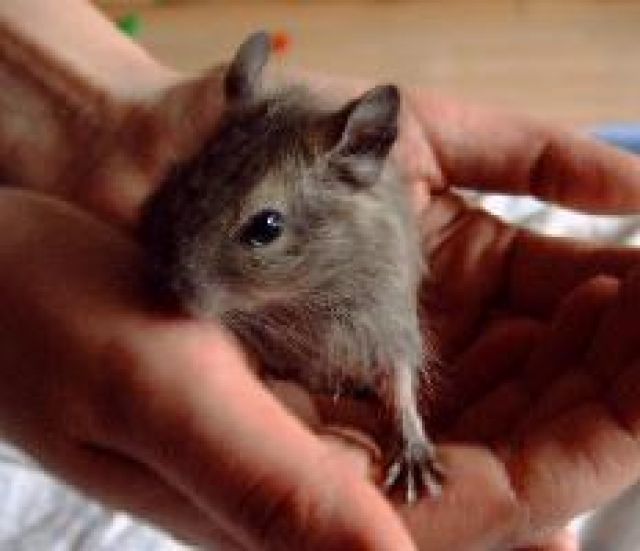 Degus zu verkaufen - Sonst Nagetiere - Brilon