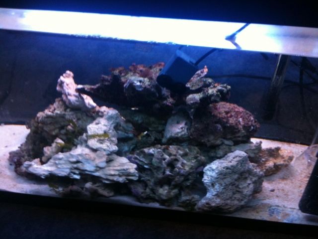Verkaufe Meerwasser Aquarium 120l + Lebendgestein & ...... - Aquarien und Zubehoer - Kreiensen