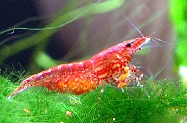 Red Cherry Garnelen. Rote Kirschgarnelen, Neocaridina_heteropoda - Aquarien Zubehoer - Köln