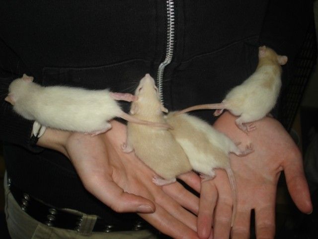 2 junge Rattenbabys - Ratten - 
