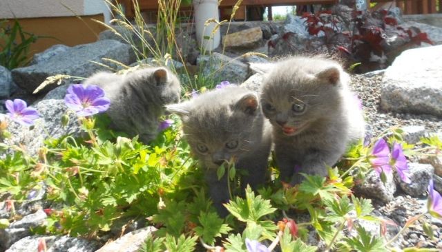 Kartäuser (Chartreux) Kitten mit Papieren - Katzen - Wenzenbach
