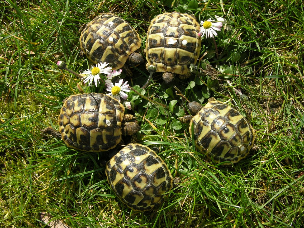 Weibliche Griechische Landschildkröten - Reptilien - Taufkirchen