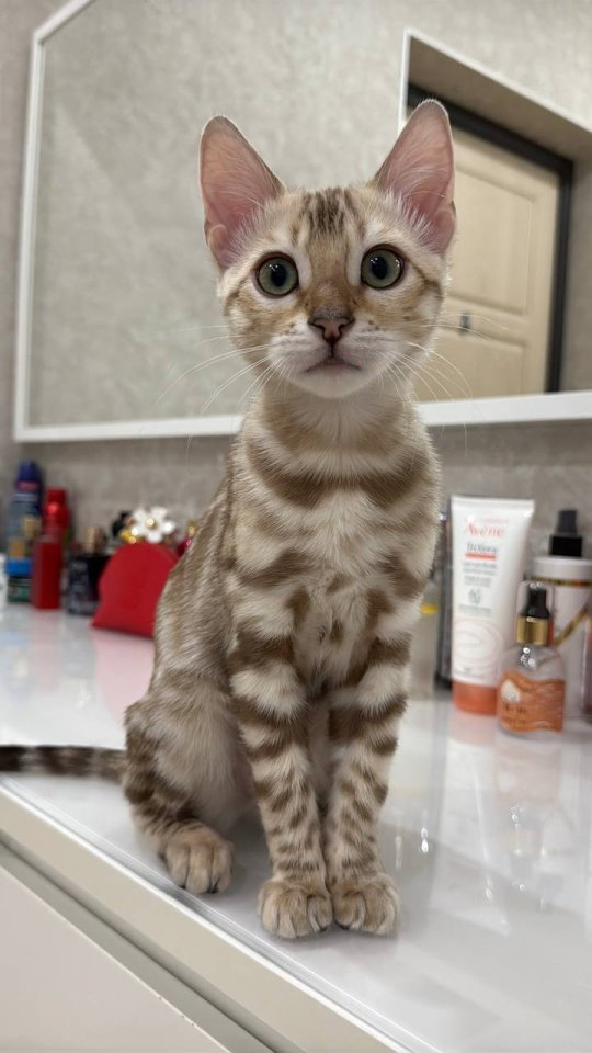 Bengalkätzchen bereit für ein neues Zuhause - Katzen - Deutschland