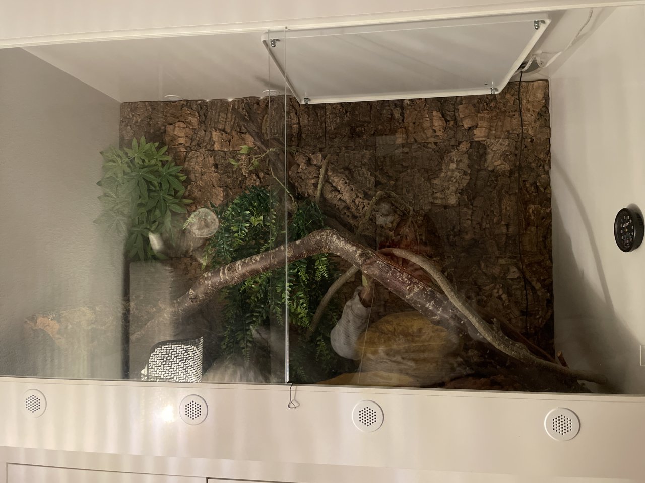 Kornnatter mit Terrarium - Reptilien - Karlsfeld