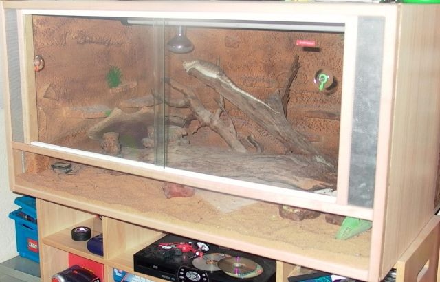 Terrarium 120cm B x 60cm H x 80cm T mit Bartagame (w) ca. 2 Jahre alt € 250 (V - Terrarien - Hannover